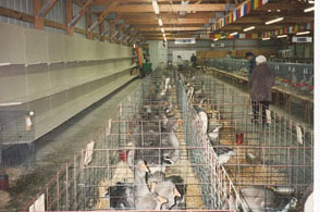 Goose Row at a major show Goose Row at a major show